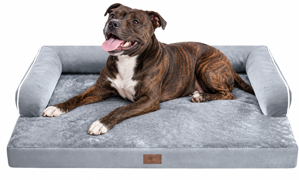 Happy Staffy on an Orthopaedic Foam Bed
