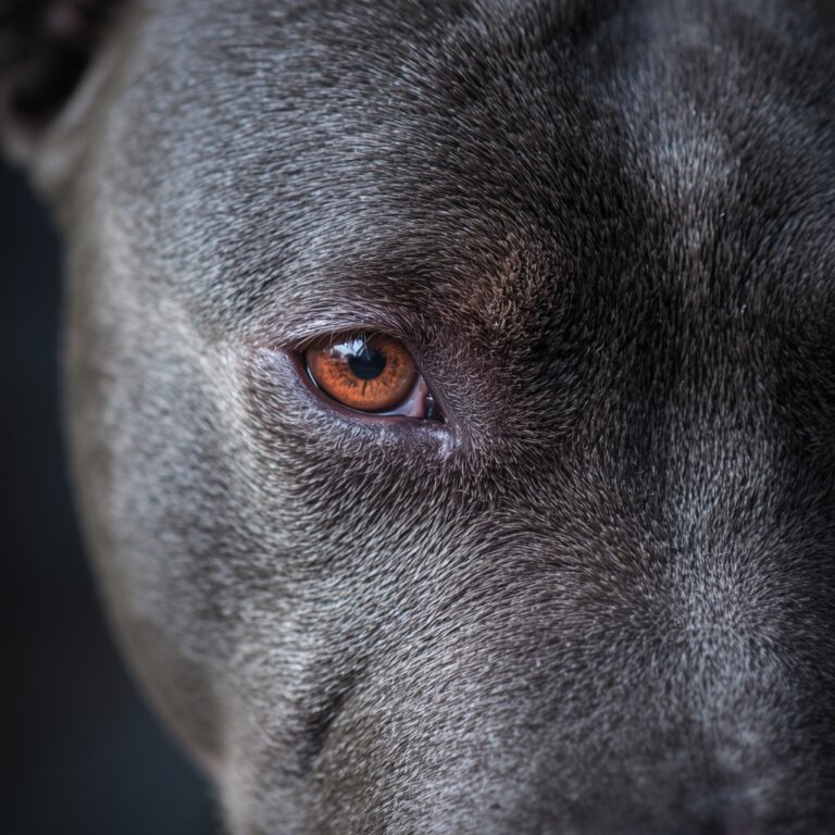 Close-up of a Blue Staffordshire Bull Terrier's coat.