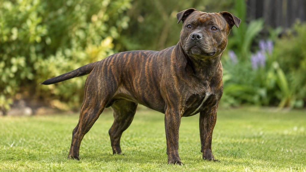 Brindle Staffordshire Bull Terrier standing in a garden — one of the coat colours people mean by "types of staffy"