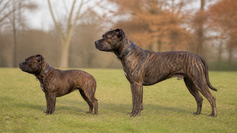 Staffy vs Amstaff: What’s the Difference?